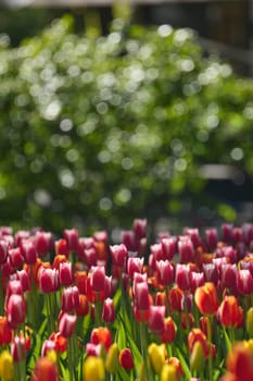 An idyllic garden scene showcasing bright red tulips illuminated by warm sunlight in St.Petersburg, Russia, conveying vibrancy, freshness, and natural beauty in a serene outdoor setting. High quality photo