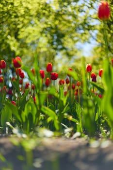 An idyllic garden scene showcasing bright red tulips illuminated by warm sunlight in St.Petersburg, Russia, conveying vibrancy, freshness, and natural beauty in a serene outdoor setting. High quality photo