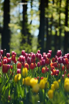 An idyllic garden scene showcasing bright red tulips illuminated by warm sunlight in St.Petersburg, Russia, conveying vibrancy, freshness, and natural beauty in a serene outdoor setting. High quality photo