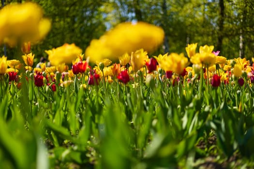 An idyllic garden scene showcasing bright yellow tulips illuminated by warm sunlight in St.Petersburg, Russia, conveying vibrancy, freshness, and natural beauty in a serene outdoor setting. High quality photo