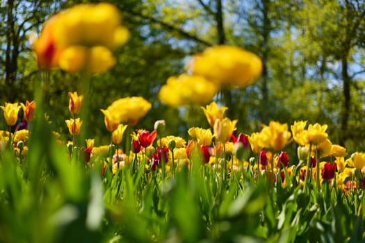 An idyllic garden scene showcasing bright yellow tulips illuminated by warm sunlight in St.Petersburg, Russia, conveying vibrancy, freshness, and natural beauty in a serene outdoor setting. High quality photo
