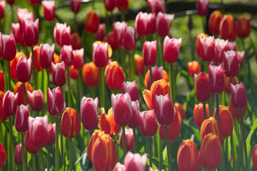 An idyllic garden scene showcasing bright red tulips illuminated by warm sunlight in St.Petersburg, Russia, conveying vibrancy, freshness, and natural beauty in a serene outdoor setting. High quality photo