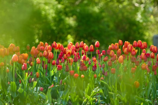An idyllic garden scene showcasing bright red tulips illuminated by warm sunlight in St.Petersburg, Russia, conveying vibrancy, freshness, and natural beauty in a serene outdoor setting. High quality photo
