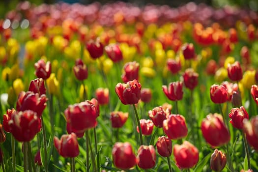An idyllic garden scene showcasing bright red tulips illuminated by warm sunlight in St.Petersburg, Russia, conveying vibrancy, freshness, and natural beauty in a serene outdoor setting. High quality photo