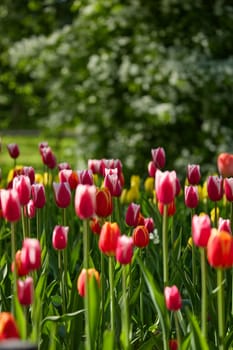 An idyllic garden scene showcasing bright red tulips illuminated by warm sunlight in St.Petersburg, Russia, conveying vibrancy, freshness, and natural beauty in a serene outdoor setting. High quality photo