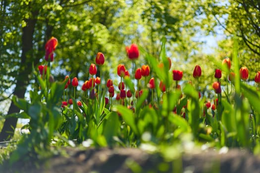 An idyllic garden scene showcasing bright red tulips illuminated by warm sunlight in St.Petersburg, Russia, conveying vibrancy, freshness, and natural beauty in a serene outdoor setting. High quality photo