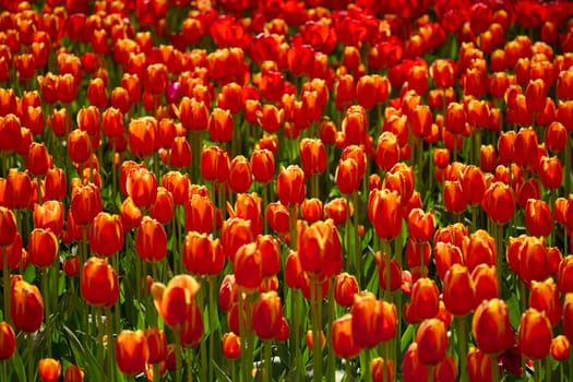 An idyllic garden scene showcasing bright red tulips illuminated by warm sunlight in St.Petersburg, Russia, conveying vibrancy, freshness, and natural beauty in a serene outdoor setting. High quality photo