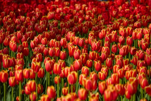 An idyllic garden scene showcasing bright red tulips illuminated by warm sunlight in St.Petersburg, Russia, conveying vibrancy, freshness, and natural beauty in a serene outdoor setting. High quality photo
