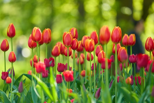 An idyllic garden scene showcasing bright red tulips illuminated by warm sunlight in St.Petersburg, Russia, conveying vibrancy, freshness, and natural beauty in a serene outdoor setting. High quality photo