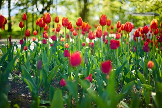 An idyllic garden scene showcasing bright red tulips illuminated by warm sunlight in St.Petersburg, Russia, conveying vibrancy, freshness, and natural beauty in a serene outdoor setting. High quality photo