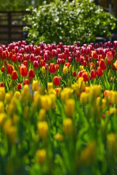 An idyllic garden scene showcasing bright red tulips illuminated by warm sunlight in St.Petersburg, Russia, conveying vibrancy, freshness, and natural beauty in a serene outdoor setting. High quality photo