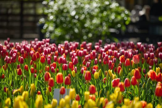 An idyllic garden scene showcasing bright red tulips illuminated by warm sunlight in St.Petersburg, Russia, conveying vibrancy, freshness, and natural beauty in a serene outdoor setting. High quality photo