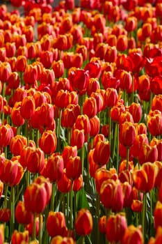 An idyllic garden scene showcasing bright red tulips illuminated by warm sunlight in St.Petersburg, Russia, conveying vibrancy, freshness, and natural beauty in a serene outdoor setting. High quality photo