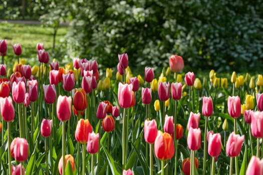 An idyllic garden scene showcasing bright red tulips illuminated by warm sunlight in St.Petersburg, Russia, conveying vibrancy, freshness, and natural beauty in a serene outdoor setting. High quality photo