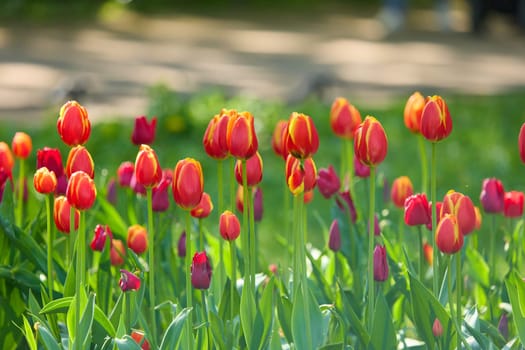 An idyllic garden scene showcasing bright red tulips illuminated by warm sunlight in St.Petersburg, Russia, conveying vibrancy, freshness, and natural beauty in a serene outdoor setting. High quality photo