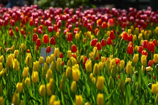 An idyllic garden scene showcasing bright red tulips illuminated by warm sunlight in St.Petersburg, Russia, conveying vibrancy, freshness, and natural beauty in a serene outdoor setting. High quality photo