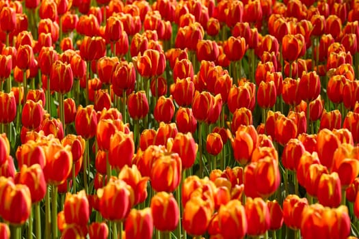 An idyllic garden scene showcasing bright red tulips illuminated by warm sunlight in St.Petersburg, Russia, conveying vibrancy, freshness, and natural beauty in a serene outdoor setting. High quality photo