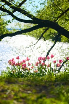 An idyllic garden scene showcasing bright pink tulips illuminated by warm sunlight in St.Petersburg, Russia, pond on background, conveying vibrancy, freshness, sun reflections on water surface. High quality photo