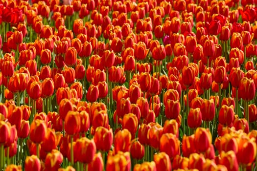 An idyllic garden scene showcasing bright red tulips illuminated by warm sunlight in St.Petersburg, Russia, conveying vibrancy, freshness, and natural beauty in a serene outdoor setting. High quality photo