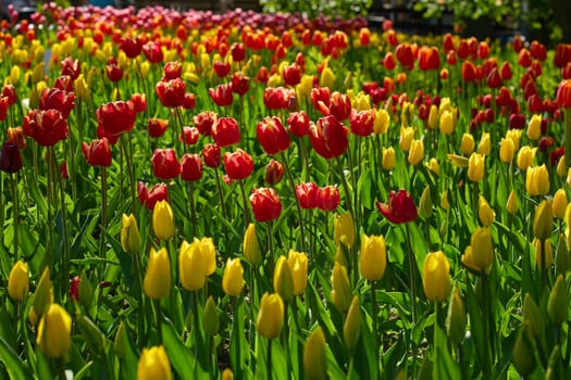 An idyllic garden scene showcasing bright red tulips illuminated by warm sunlight in St.Petersburg, Russia, conveying vibrancy, freshness, and natural beauty in a serene outdoor setting. High quality photo
