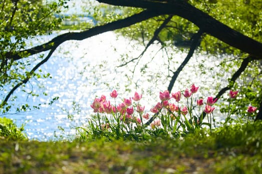 An idyllic garden scene showcasing bright pink tulips illuminated by warm sunlight in St.Petersburg, Russia, pond on background, conveying vibrancy, freshness, sun reflections on water surface. High quality photo