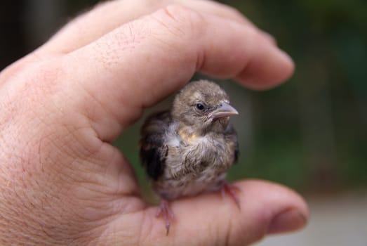 finch chick in hand