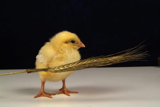 Cute little chicken isolated on yellow light table and darck baground
