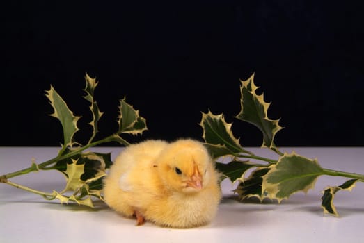 Cute little chicken isolated on yellow light table and darck baground