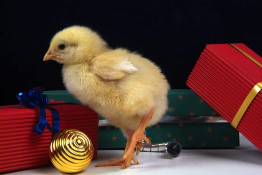 chick of a few days, with colored stones
