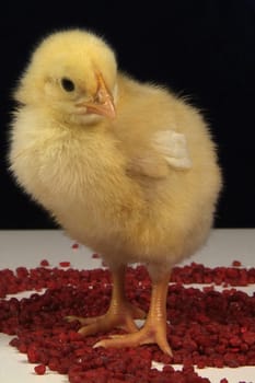 chick of a few days, with colored stones