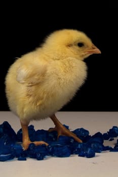 3 day chick on blue stone