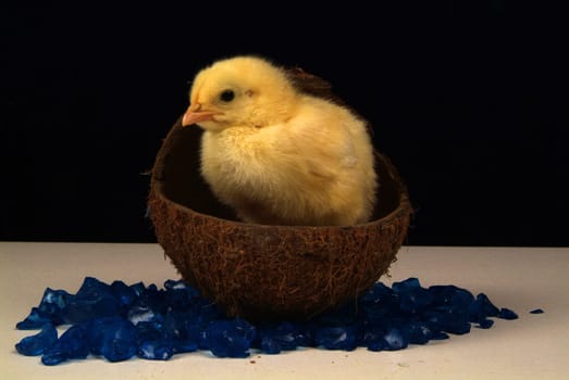 chick of a few days, with colored stones