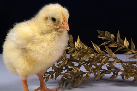 3 day chick with holly branches