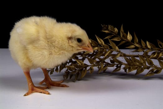 3 day chick with holly branches