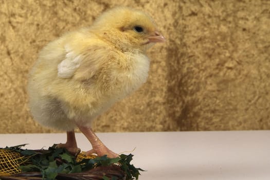 3 day chick on braided branches