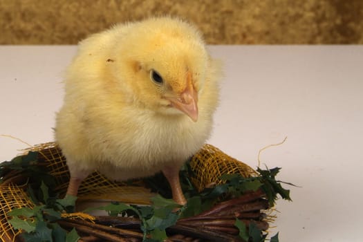 3 day chick on braided branches