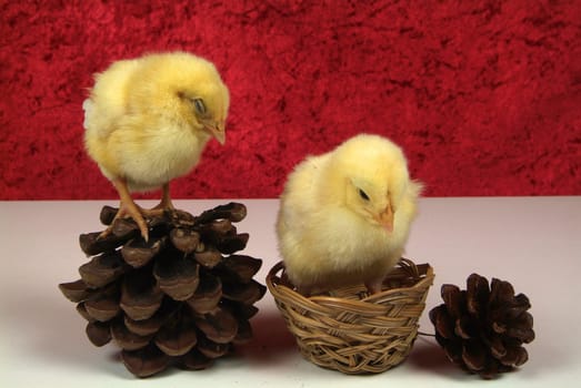 3 day chick on basket and pine cone
