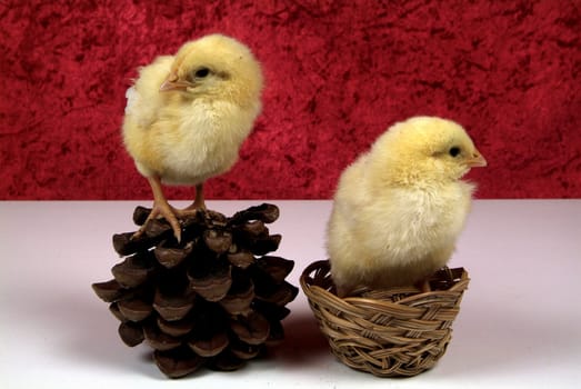 3 day chick on basket and pine cone
