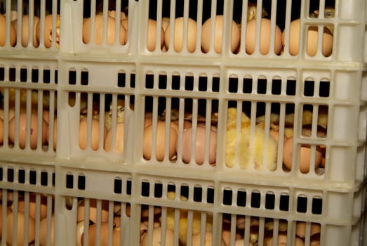 Chicks that are born from the egg, in an incubator