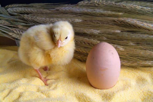 3 day chick with bunch of oats, and egg