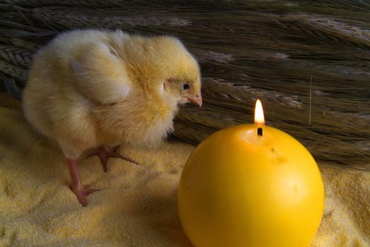 3 day chick with bunch of oats, and yellow candle
