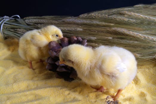 3 day chick with bunch of oats, and black backgroud