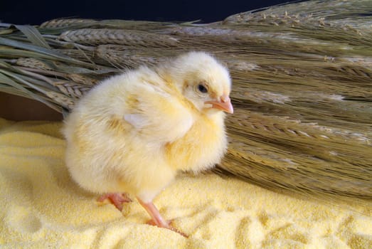 Cute little chicken isolated on yellow light table and darck baground