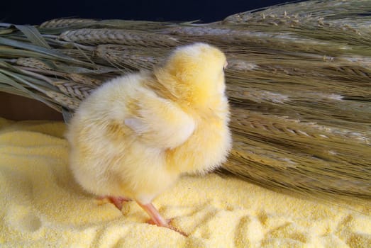 Cute little chicken isolated on yellow light table and darck baground