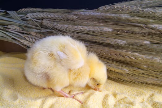 Cute little chicken isolated on yellow light table and darck baground