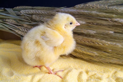 Cute little chicken isolated on the table with cornmeal and oats