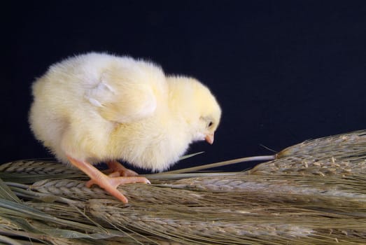 a few days old chick, he takes a bunch of oats