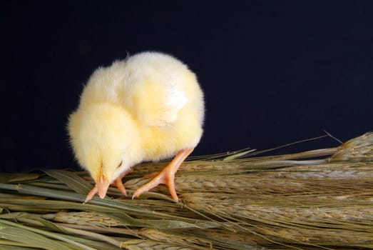 a few days old chick, he takes a bunch of oats
