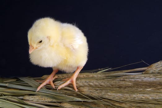 a few days old chick, he takes a bunch of oats