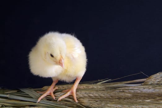 a few days old chick, he takes a bunch of oats